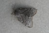 Trichiura crataegi