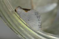Cilix glaucata/hispanica