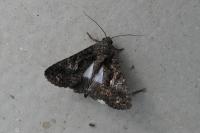 Aedia leucomelas