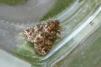 Callopistria latreillei