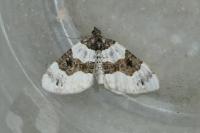 Cosmorhoe ocellata