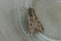 Euxoa temera