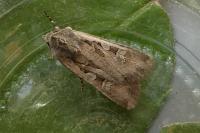 Euxoa temera