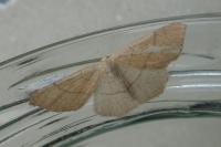 Cyclophora punctaria