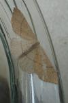 Cyclophora punctaria