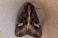 Trigonophora flammea