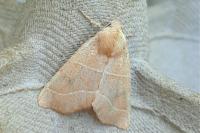 Atethmia centrago