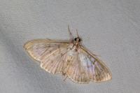 Patania ruralis