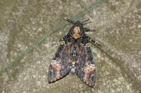 Acherontia atropos