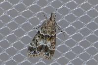 Eudonia mercurella