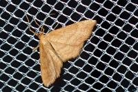 Idaea ochrata