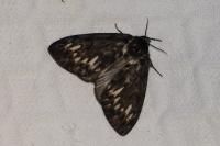 Lymantria monacha