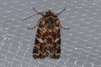 Anarta myrtilli