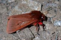 Phragmatobia fuliginosa