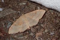 Idaea rubraria