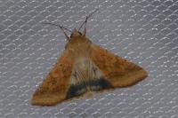 Helicoverpa armigera