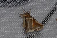 Habrosyne pyritoides