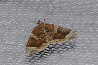 Eulithis prunata