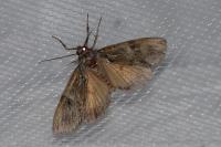 Polyphaenis sericata