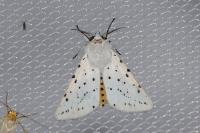 Spilosoma lubricipeda