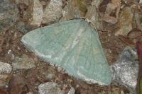 Pseudoterpna pruinata