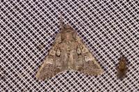Papestra biren