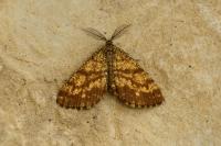 Ematurga atomaria