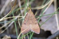 Uresiphita gilvata