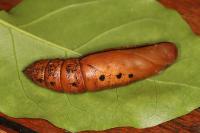 Daphnis nerii