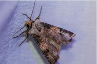 Agrotis puta