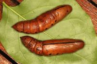 Daphnis nerii
