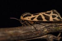 Cymbalophora pudica