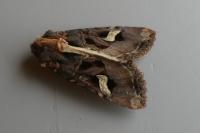 Trigonophora flammea
