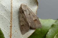 Ammoconia caecimacula