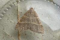 Perigune narbonea