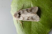 Episema glaucina