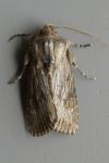 Aporophyla australis