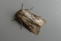 Aporophyla australis