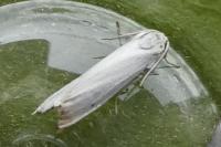 Coscinia cribraria cribraria