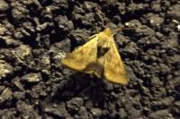 Helicoverpa armigera