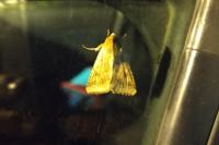 Helicoverpa armigera