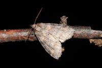 Cymatophorina diluta