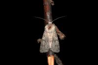 Aporophyla canescens