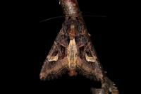 Trigonophora flammea