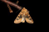 Polymixis argillaceago