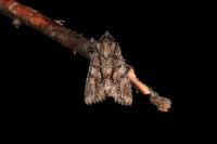 Dryobotodes tenebrosa