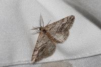 Calamodes occitanaria