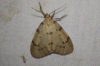 Paidia rica
