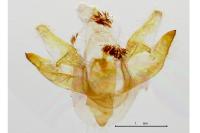Paidia rica