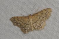 Idaea moniliata